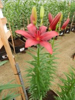 [4127 Catari Corleone VWS No101.JPG]